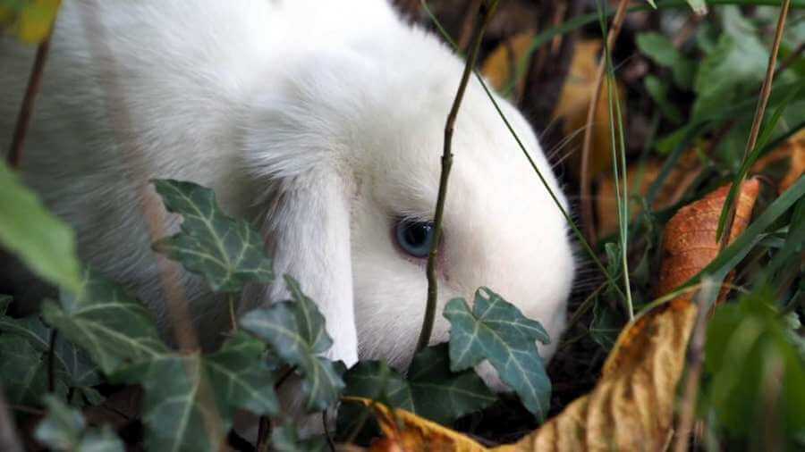 Zwergwidder Leon frisst Grad: Ist das Kaninchen als Haustier für Kinder geeignet?